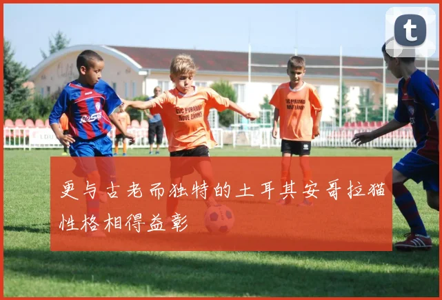 更与古老而独特的土耳其安哥拉猫性格相得益彰
